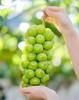 贵族葡萄双拼！【阳光玫瑰+妮娜皇后】送礼首选！ 大理宾川葡萄 享受多重舌尖体验 商品缩略图2