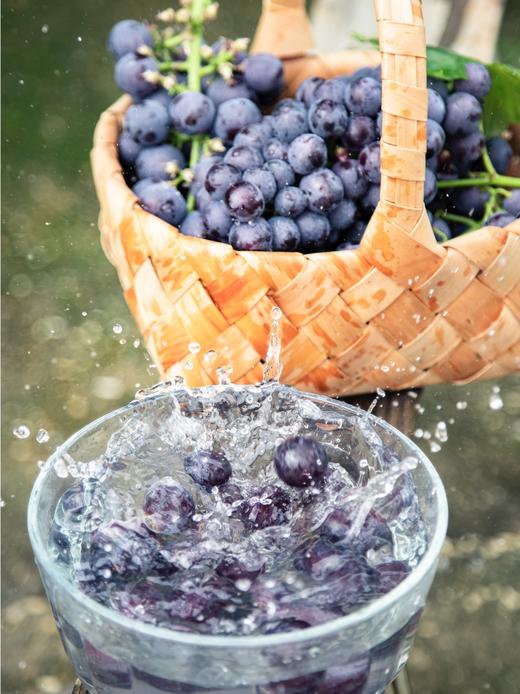 夏日出”萄“计划——500棵葡萄树等你来认领 商品图6