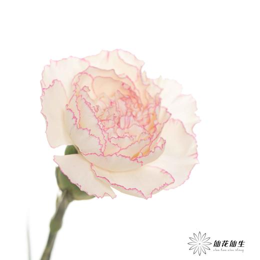 单头康乃馨 |卡特琳 商品图3
