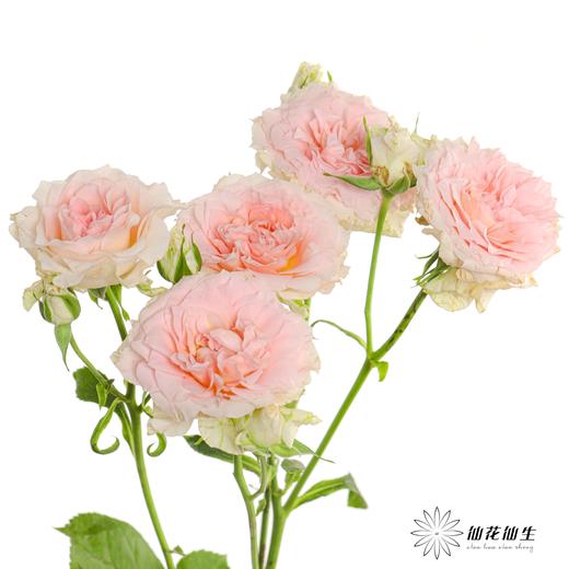 多头玫瑰 | 情迷罗拉 商品图2