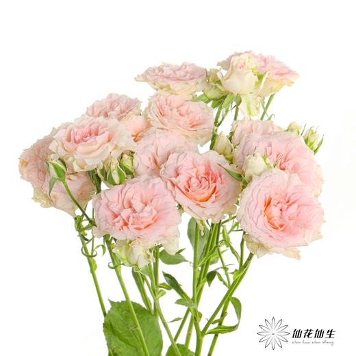 多头玫瑰 | 情迷罗拉 商品图3