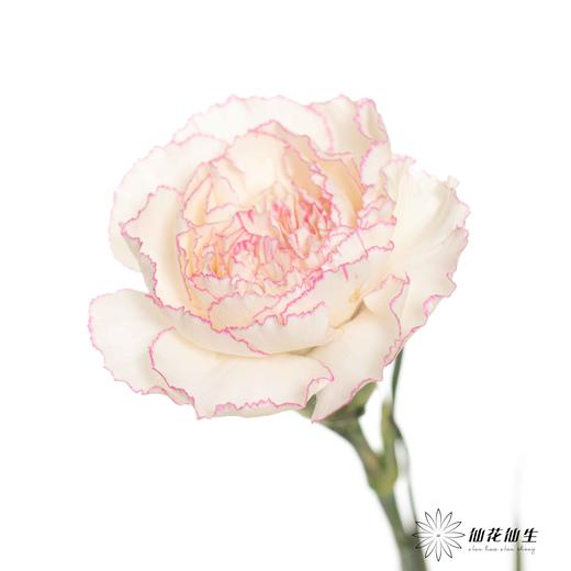 单头康乃馨 |卡特琳 商品图4