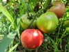 健源农场 酵素生态种植西红柿，露天番茄 品种：京粉 商品缩略图1