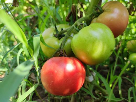 健源农场 酵素生态种植西红柿，露天番茄 品种：京粉 商品图1