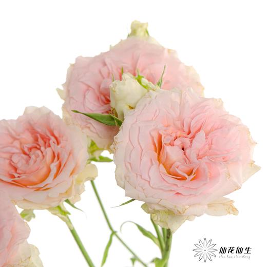 多头玫瑰 | 情迷罗拉 商品图4