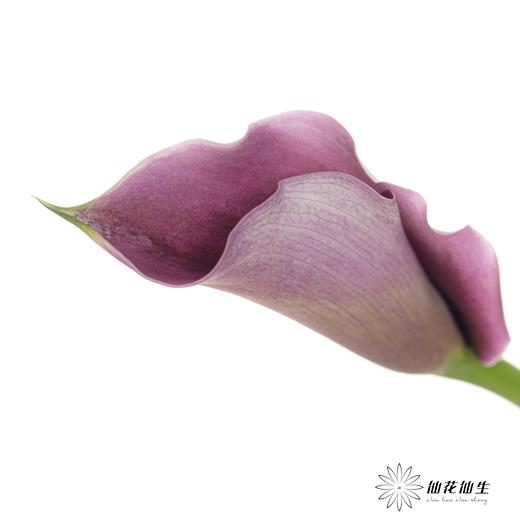 丽江马蹄莲 | 米罗【轻微压伤不售后，介意慎拍】 商品图3