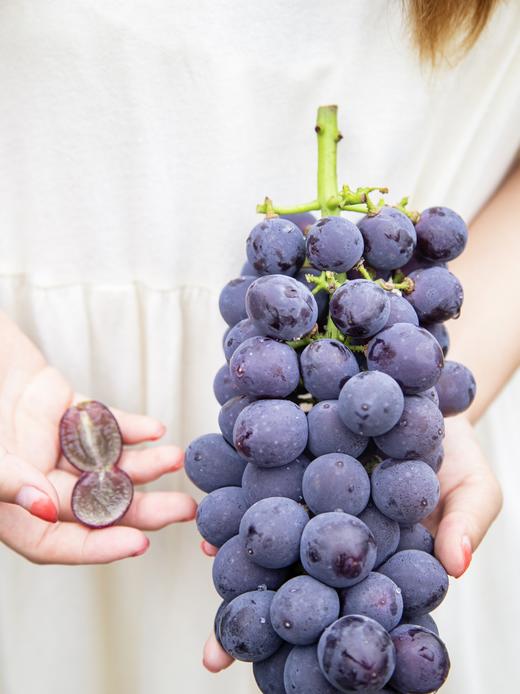 夏日出”萄“计划——500棵葡萄树等你来认领 商品图4