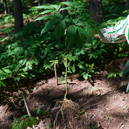 林下高丽红参片 | 自然有机种植肥，长白山高丽红参，皮老纹深 商品图2