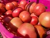健源农场 酵素生态种植西红柿，露天番茄 品种：京粉 商品缩略图3