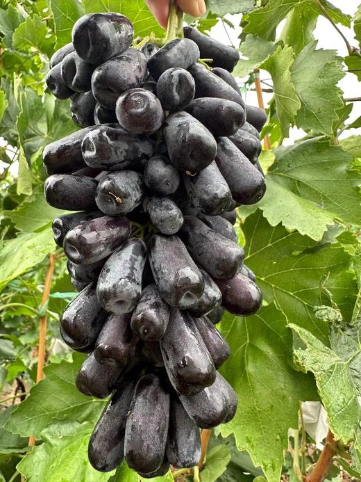 贵族葡萄双拼！【阳光玫瑰+妮娜皇后】送礼首选！ 大理宾川葡萄 享受多重舌尖体验 商品图7