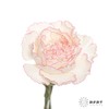 单头康乃馨 |卡特琳 商品缩略图1