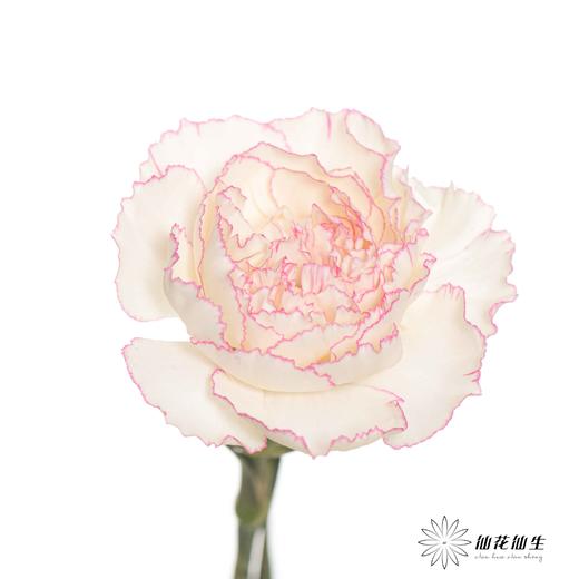 单头康乃馨 |卡特琳 商品图1