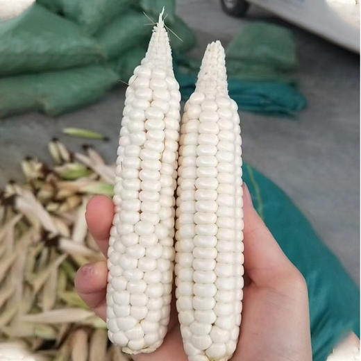 傣家拇指小糯玉米（106项农残0检出） 商品图11