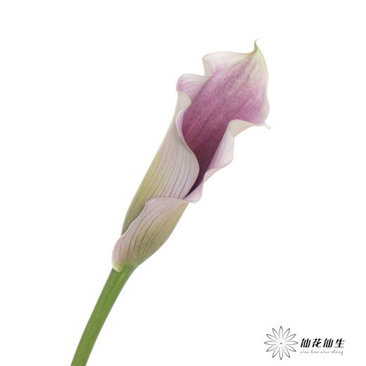 丽江马蹄莲 | 米罗【轻微压伤不售后，介意慎拍】 商品图4