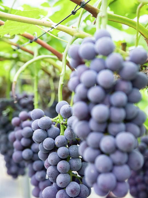 夏日出”萄“计划——500棵葡萄树等你来认领 商品图2