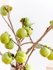 【柿柿如意.绿色柿子】 1束约10个果子/份 买2份减10元（10月3日陆续发货） 商品缩略图6