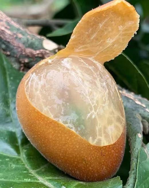 黄皮果（鸡心黄皮果，广东正气果、酸甜可口，消积消气、消食健胃） 商品图6