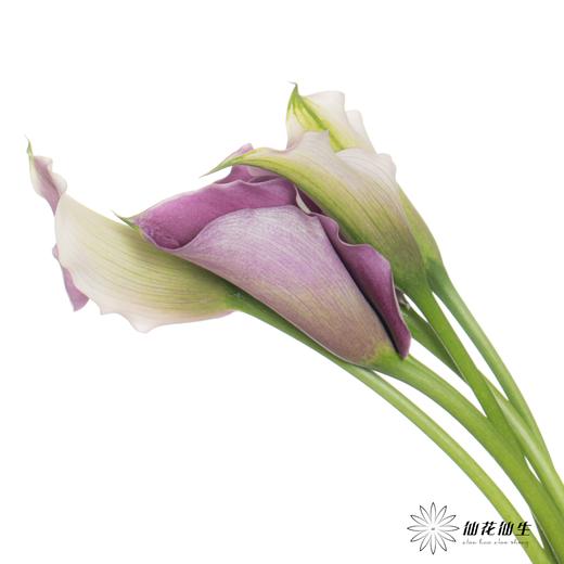 丽江马蹄莲 | 米罗【轻微压伤不售后，介意慎拍】 商品图1