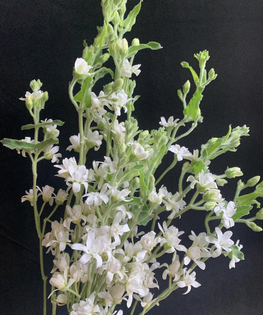 【珍惜当下】蓝星花  白色  若干枝/扎 商品图4