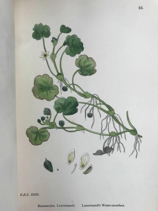 1899年 英国植物学图鉴（全13卷） 近2000幅手工上色版画插图 真皮精装16开 商品图5