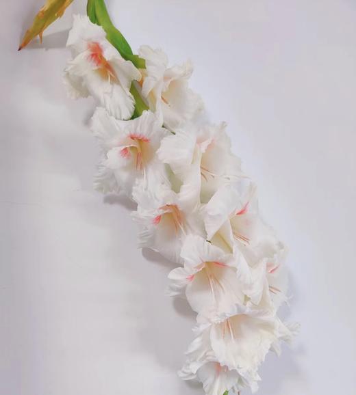 A剑兰·阿贾克斯 商品图5