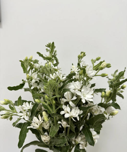 【珍惜当下】蓝星花  白色  若干枝/扎 商品图3