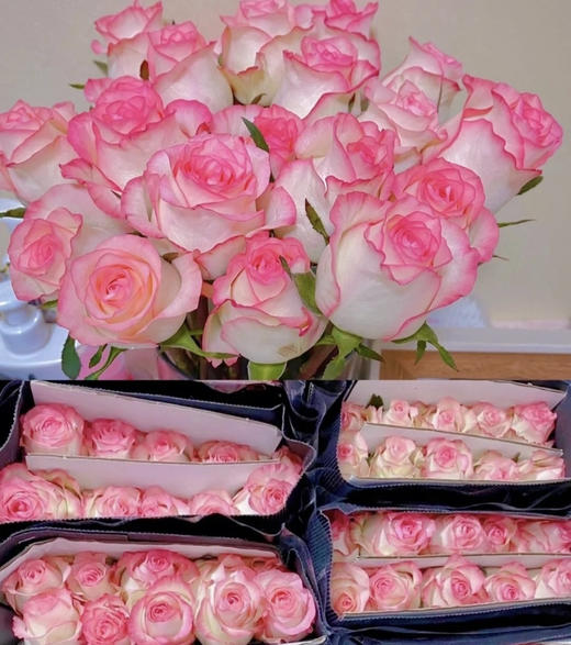 【昆明玫瑰】爱莎，A级，20支/扎 商品图3