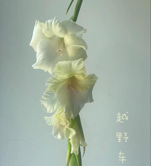 剑兰·越野车 商品图1