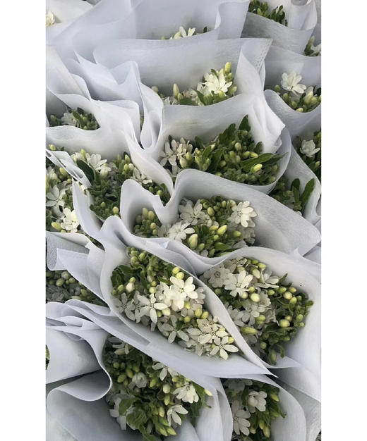 【珍惜当下】蓝星花  白色  若干枝/扎 商品图9