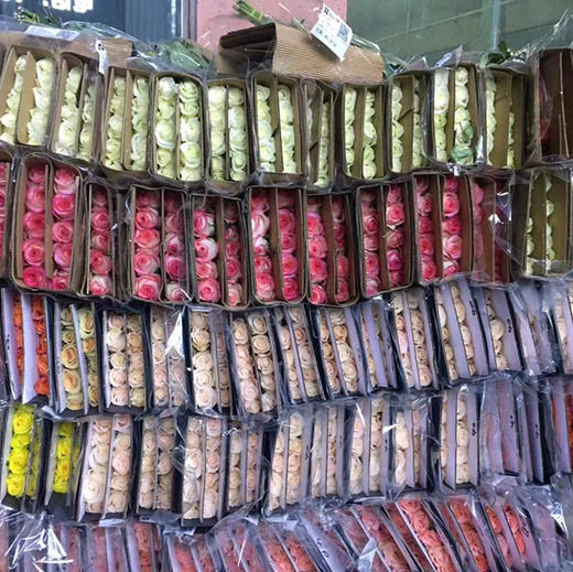 随机单玫瑰（活动专用） 商品图2