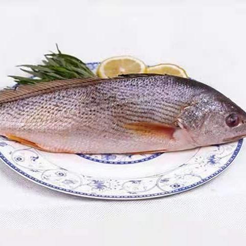 丰帆汇缅黄鱼黄冠鱼500g3条香煎、蒸【1A区/2C2下-18】 商品图1