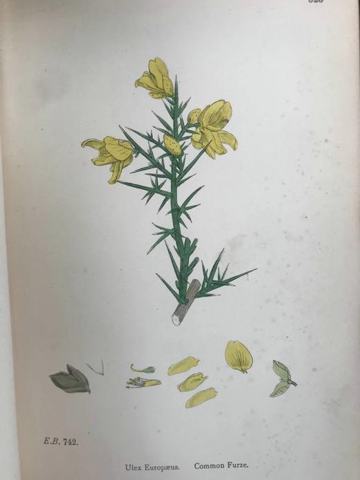 1899年 英国植物学图鉴（全13卷） 近2000幅手工上色版画插图 真皮精装16开 商品图7