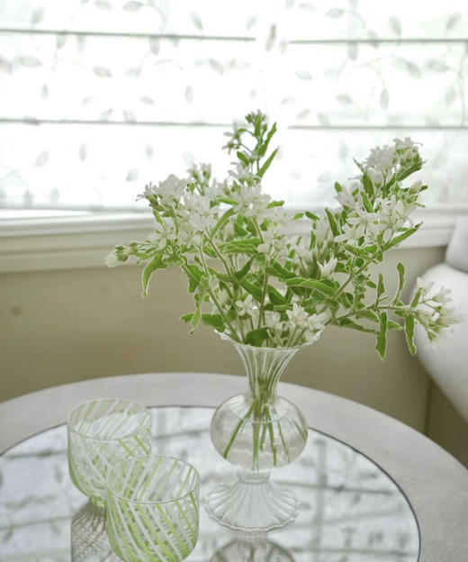 【珍惜当下】蓝星花  白色  若干枝/扎 商品图1