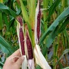 云南西双版纳紫香糯拇指小玉米   2斤/3斤/4斤 商品缩略图3
