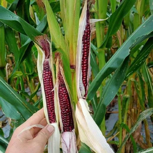 云南西双版纳紫香糯拇指小玉米   2斤/3斤/4斤 商品图3