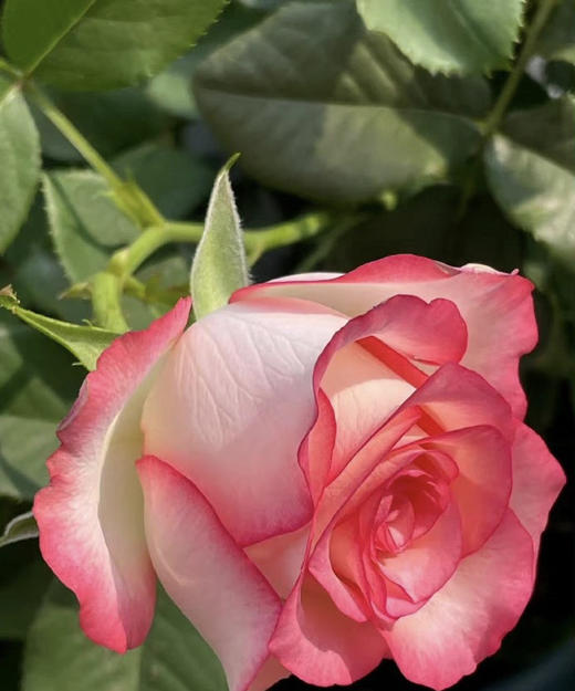 【昆明玫瑰】爱莎，A级，20支/扎 商品图6