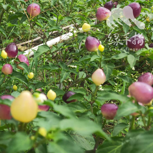 生态小彩椒 | 合作生产*Ecological colorful Pepper |  Coproduction 商品图2