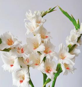 A剑兰·阿贾克斯