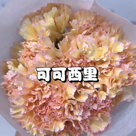 康乃馨.可可西里