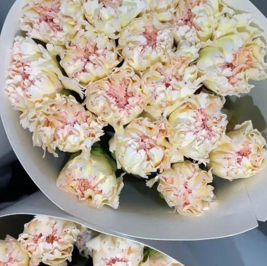 康乃馨.可可西里 商品图1