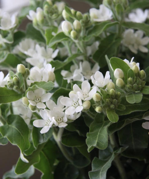 【珍惜当下】蓝星花  白色  若干枝/扎 商品图6