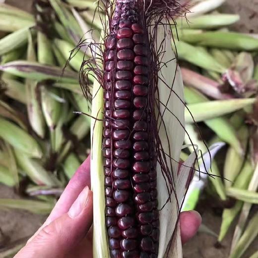 云南西双版纳紫香糯拇指小玉米   2斤/3斤/4斤 商品图4