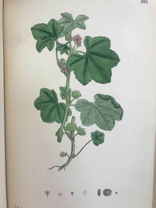 1899年 英国植物学图鉴（全13卷） 近2000幅手工上色版画插图 真皮精装16开 商品图10