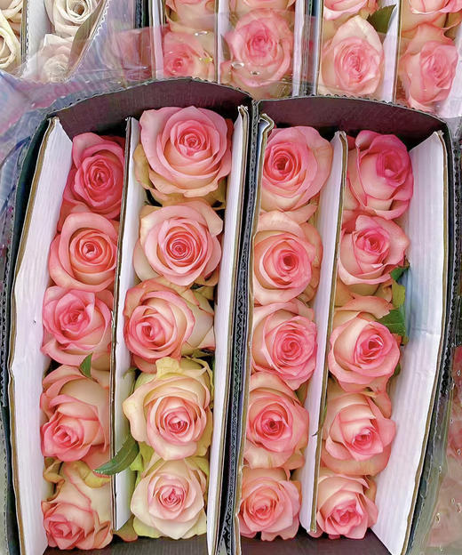 【昆明玫瑰】爱莎，A级，20支/扎 商品图7