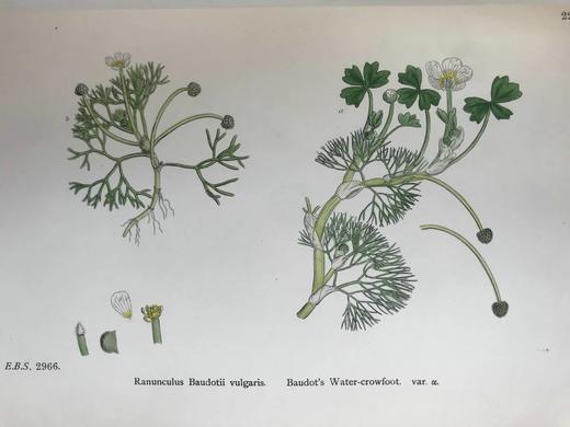 1899年 英国植物学图鉴（全13卷） 近2000幅手工上色版画插图 真皮精装16开 商品图6