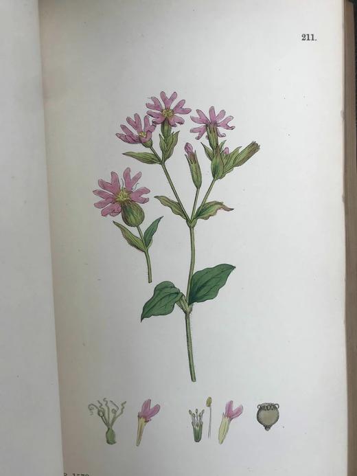 1899年 英国植物学图鉴（全13卷） 近2000幅手工上色版画插图 真皮精装16开 商品图14
