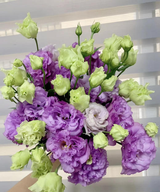 【洋桔梗】--波浪浅紫  若干枝/扎 商品图2
