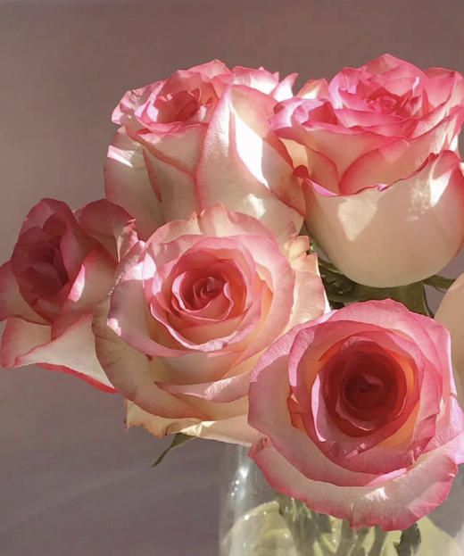 【昆明玫瑰】爱莎，A级，20支/扎 商品图4