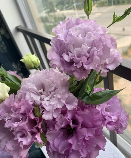 【洋桔梗】--波浪浅紫  若干枝/扎 商品图3