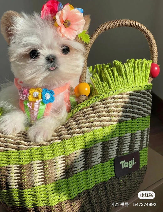 果篮包𝐓𝐚𝐠𝐢.特惠138🉐️ 商品图5